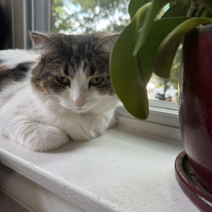 Your Cat's Best Pal