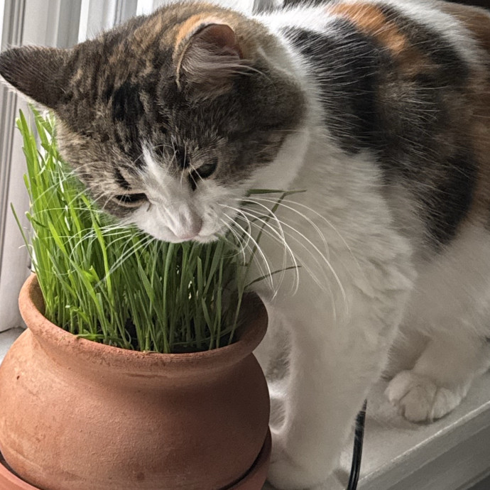 Your Cat's Best Pal