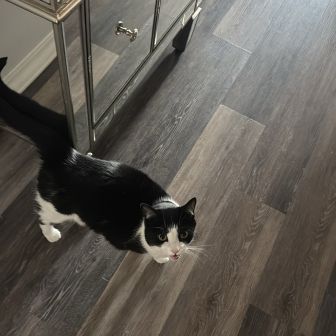 Your Cat's Best Pal photo 3