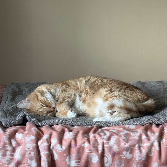Vet Tech Cat Lover