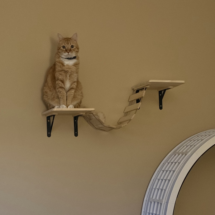 Vet Tech Cat Lover