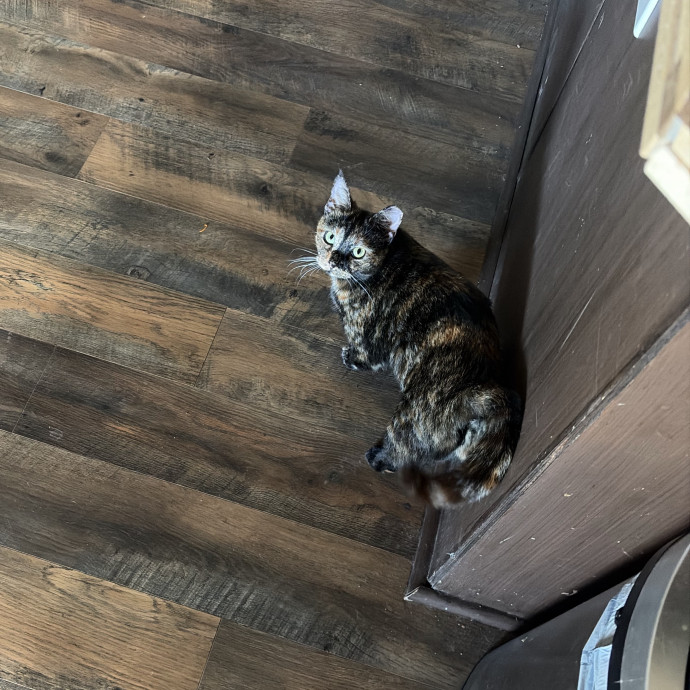 Vet Tech Cat Lover