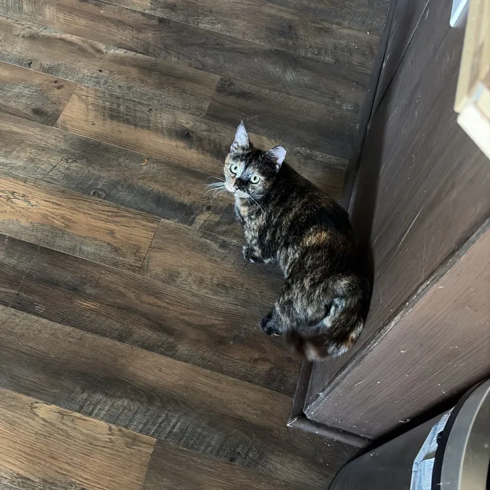 Vet Tech Cat Lover photo 4