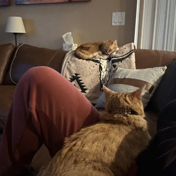Vet Tech Cat Lover photo 3