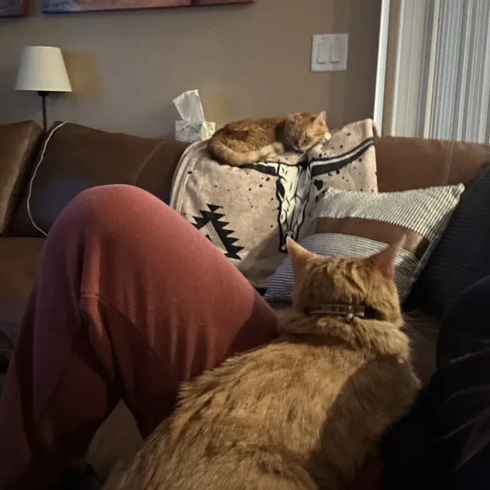 Vet Tech Cat Lover photo 3