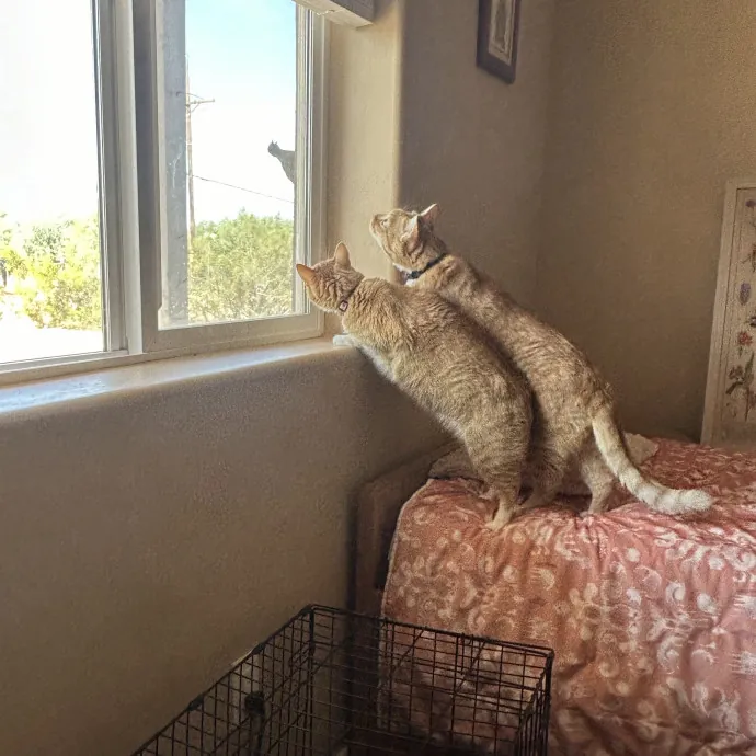 Vet Tech Cat Lover photo 2