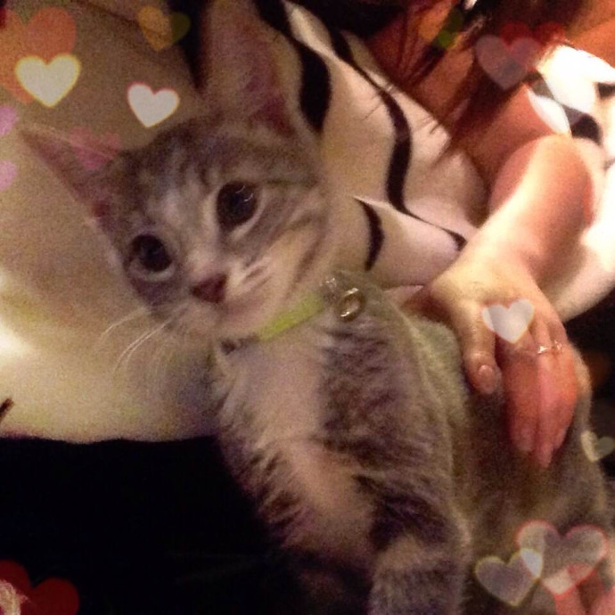 New In Town - Reliable Friendly Sitter