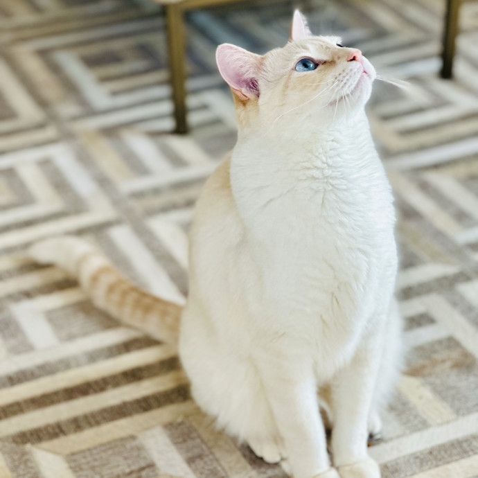 New In Town - Reliable Friendly Sitter