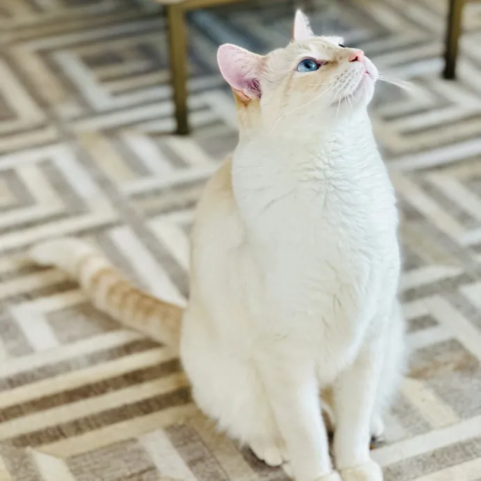 New In Town - Reliable Friendly Sitter