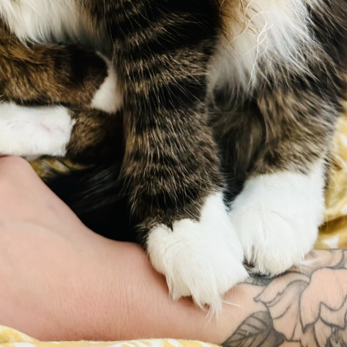 New In Town - Reliable Friendly Sitter