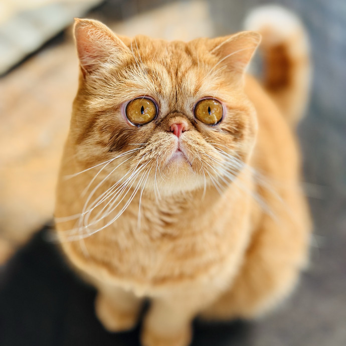 New In Town - Reliable Friendly Sitter