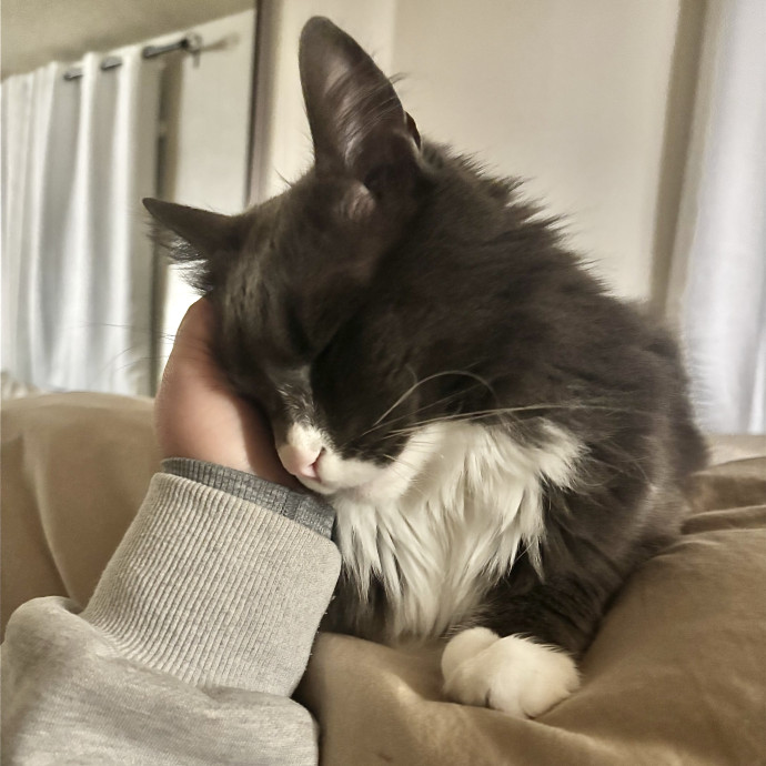 Halle's Kitty Care photo 3