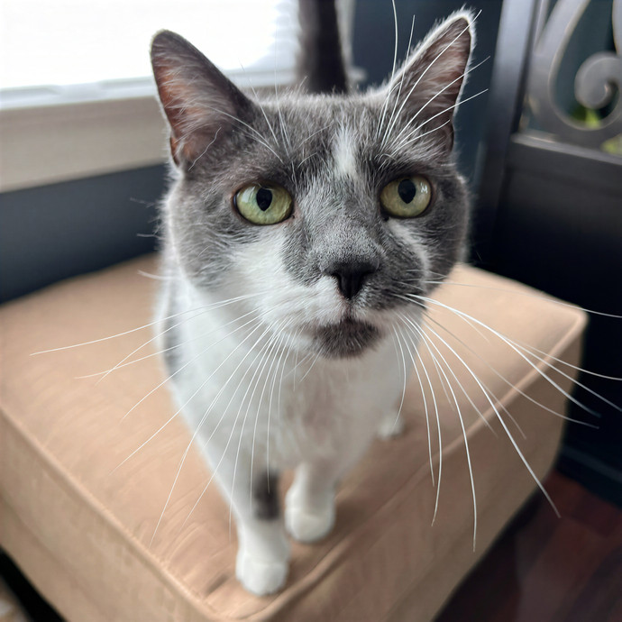 Bebe's Furry Friends Prof Cat Care
