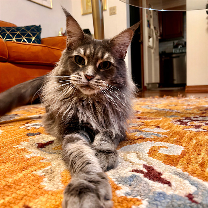 Bebe's Furry Friends Prof Cat Care