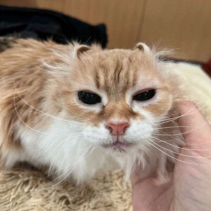 Bebe's Furry Friends Prof Cat Care