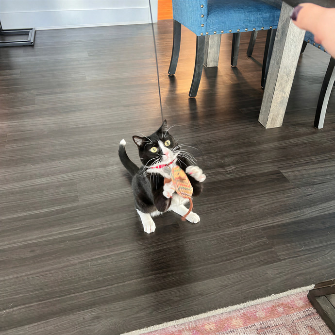 Bebe's Furry Friends Prof Cat Care