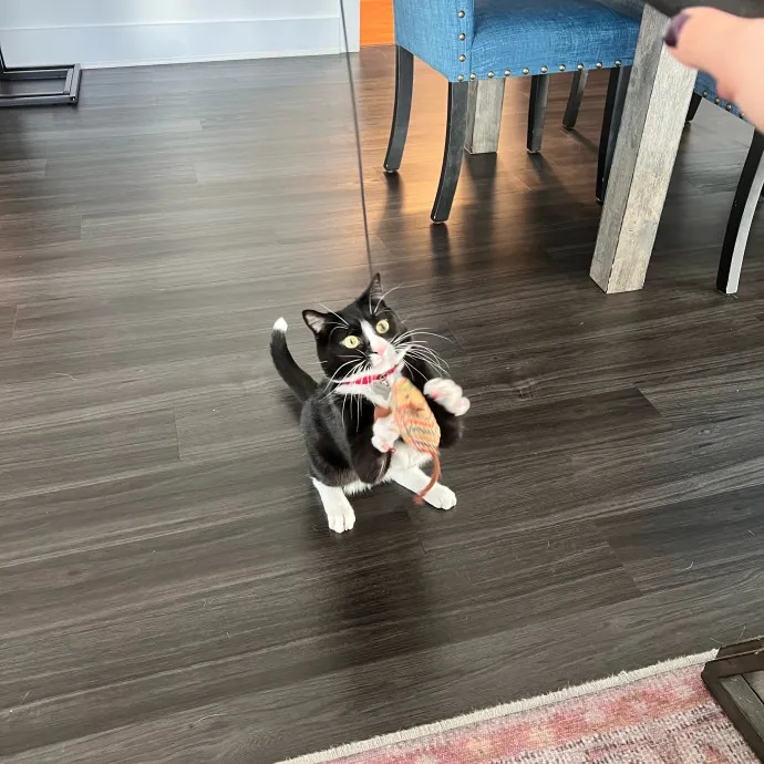 Bebe's Furry Friends Prof Cat Care