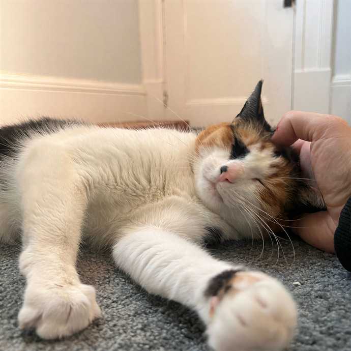Bebe's Furry Friends Prof Cat Care