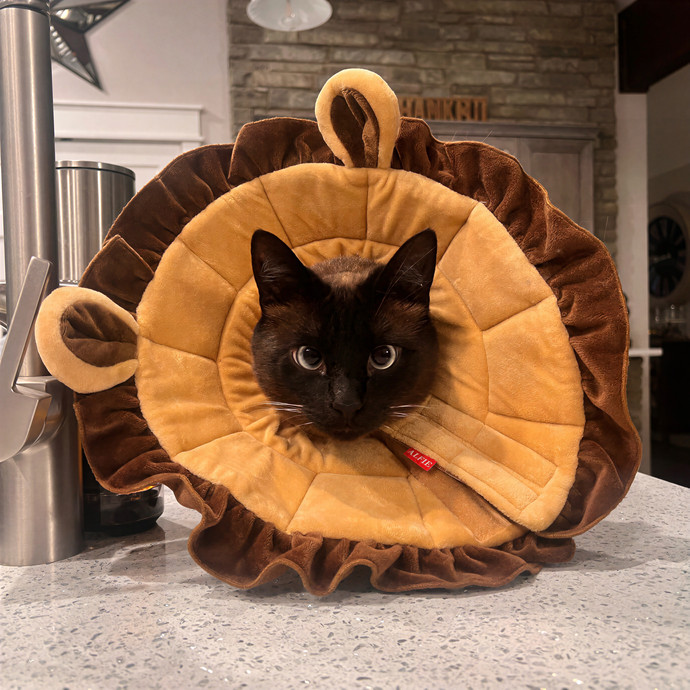 Bebe's Furry Friends Prof Cat Care