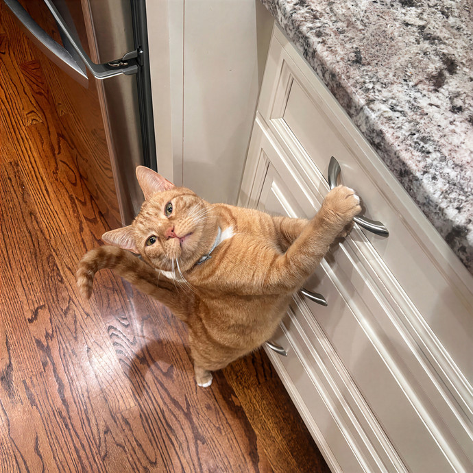 Bebe's Furry Friends Prof Cat Care
