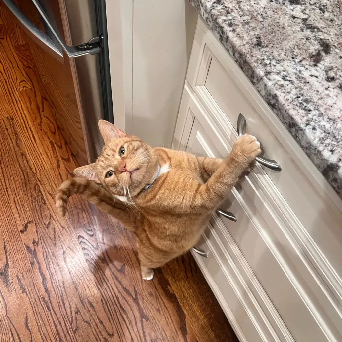 Bebe's Furry Friends Prof Cat Care