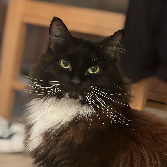 Bebe's Furry Friends Prof Cat Care