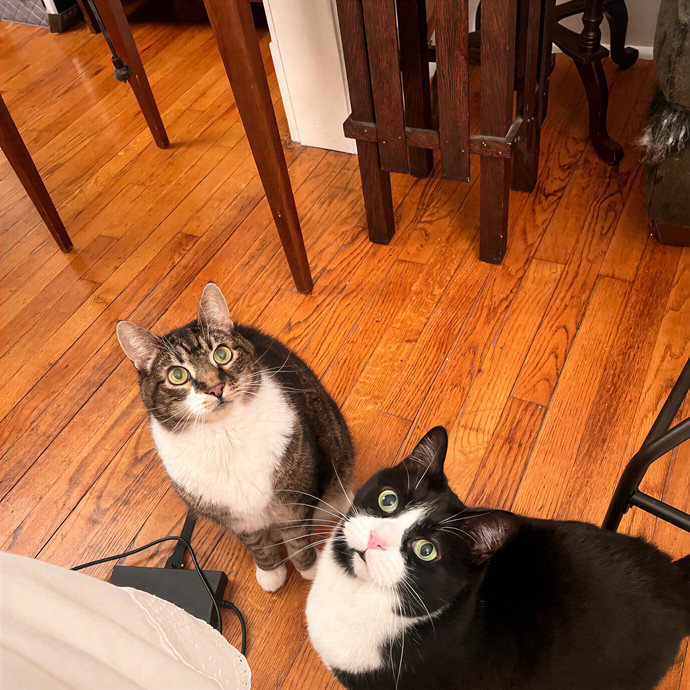 Bebe's Furry Friends Prof Cat Care