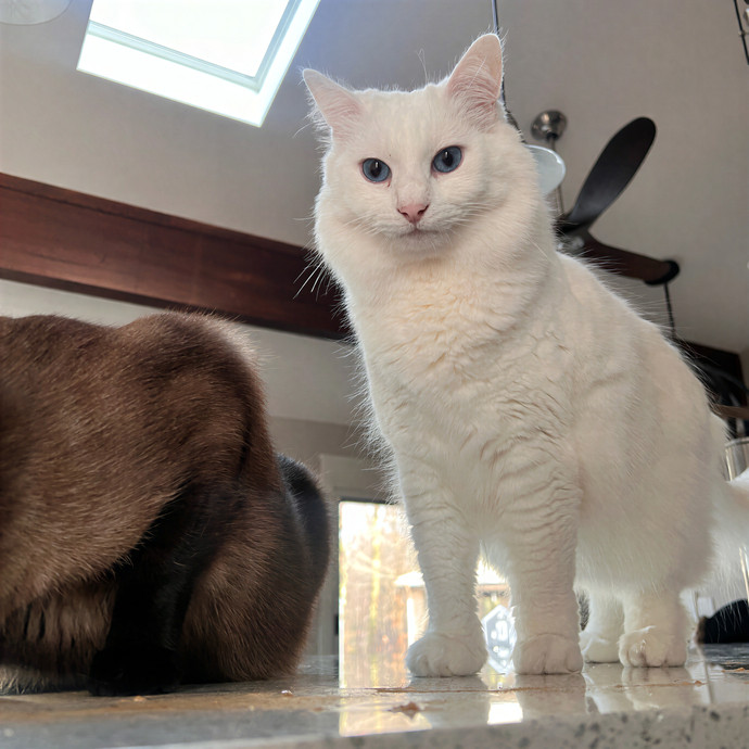 Bebe's Furry Friends Prof Cat Care
