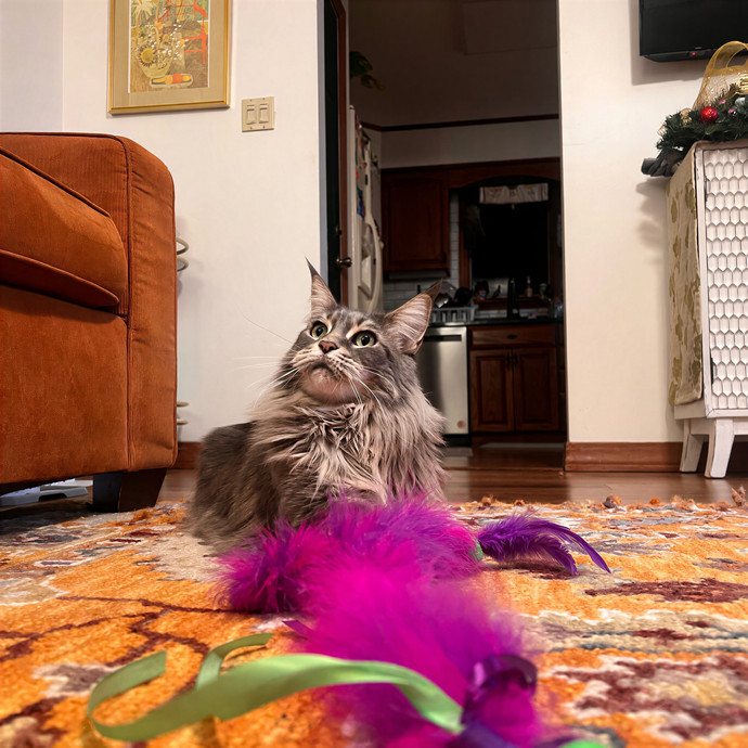 Bebe's Furry Friends Prof Cat Care