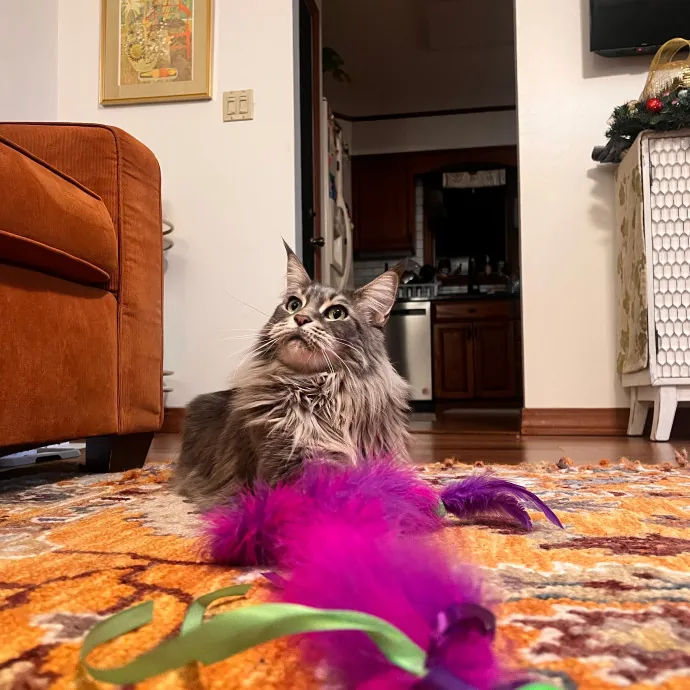 Bebe's Furry Friends Prof Cat Care