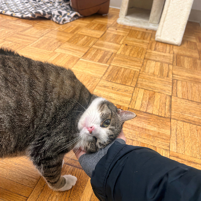 Bebe's Furry Friends Prof Cat Care