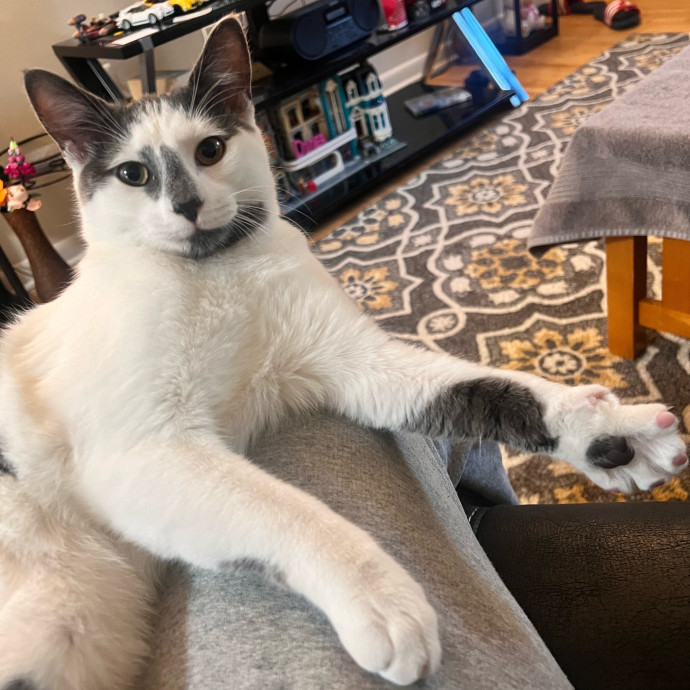 Bebe's Furry Friends Prof Cat Care
