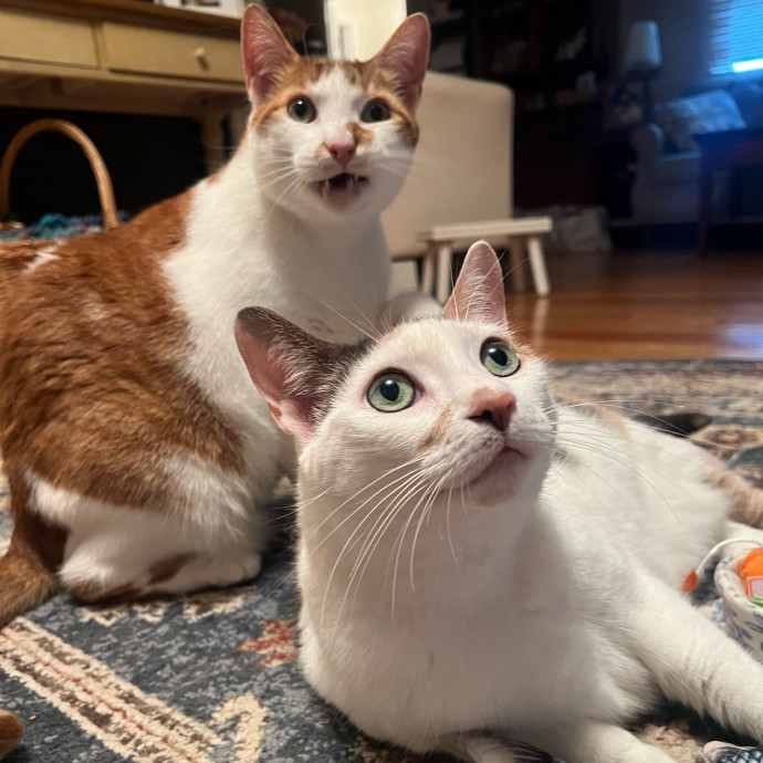 Bebe's Furry Friends Prof Cat Care