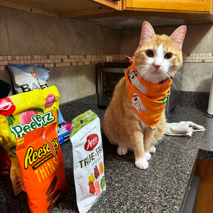 Bebe's Furry Friends Prof Cat Care