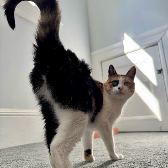 Bebe's Furry Friends Prof Cat Care