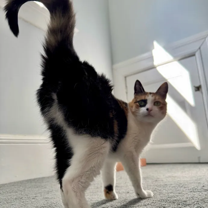 Bebe's Furry Friends Prof Cat Care