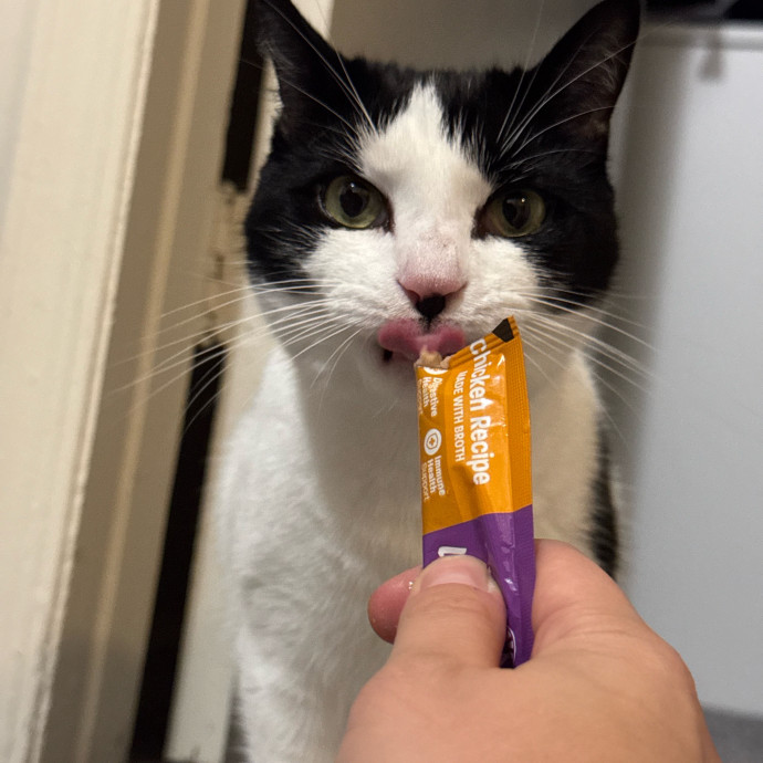 Bebe's Furry Friends Prof Cat Care