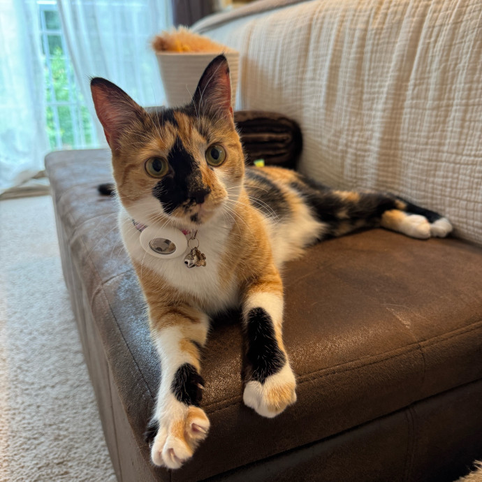 Bebe's Furry Friends Prof Cat Care
