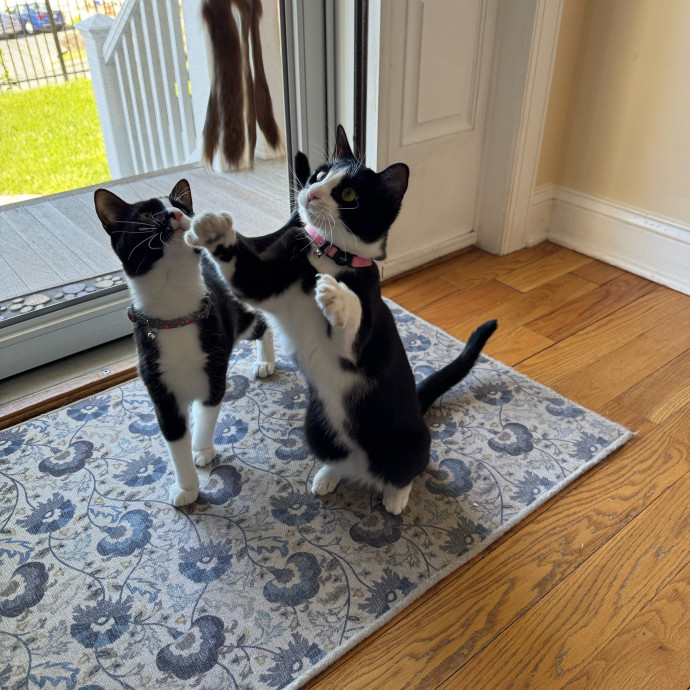 Bebe's Furry Friends Prof Cat Care