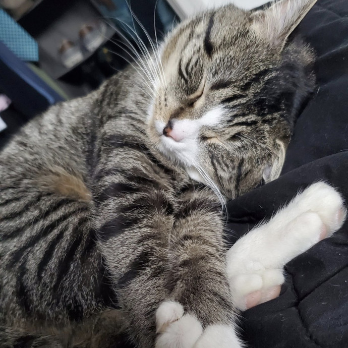 Cat Care In And Around Newmarket Nh photo 3