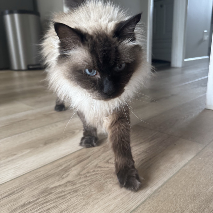 Sensitive-Cat Specialist  Daily Photos