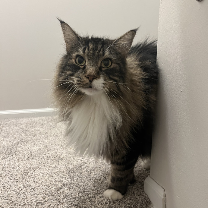 Sensitive-Cat Specialist  Daily Photos