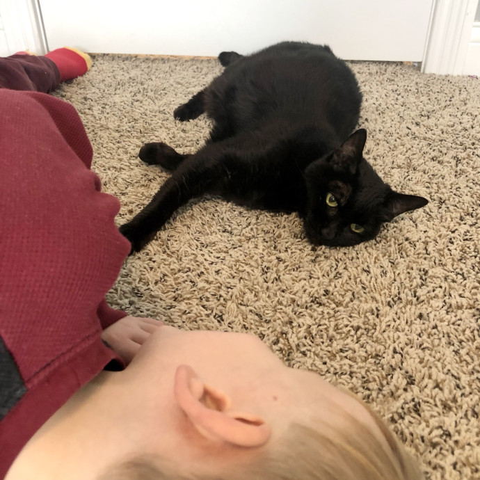 Sensitive-Cat Specialist  Daily Photos