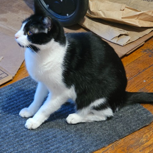 Angels Care Your Cat's Next Best Friend photo 2