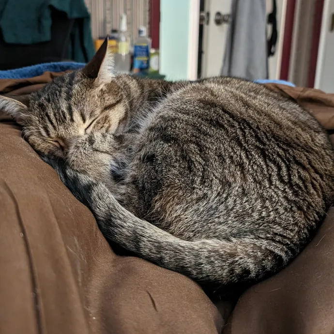 Anchoraged In Affection Kitty Care