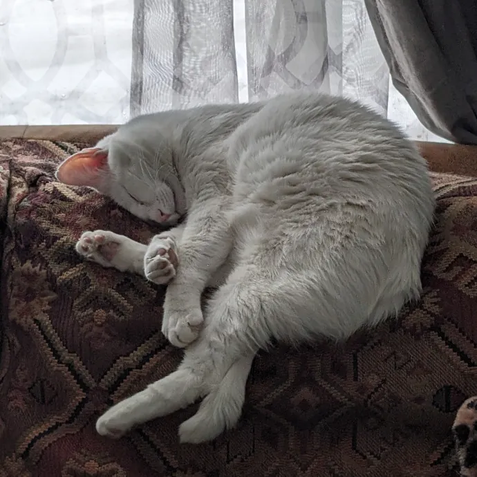 Anchoraged In Affection Kitty Care