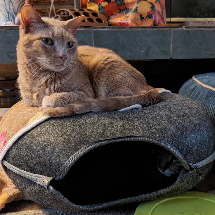 Anchoraged In Affection Kitty Care