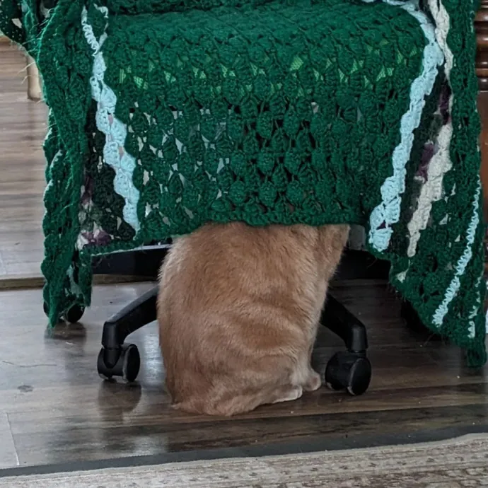 Anchoraged In Affection Kitty Care