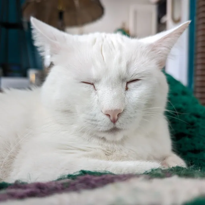 Anchoraged In Affection Kitty Care