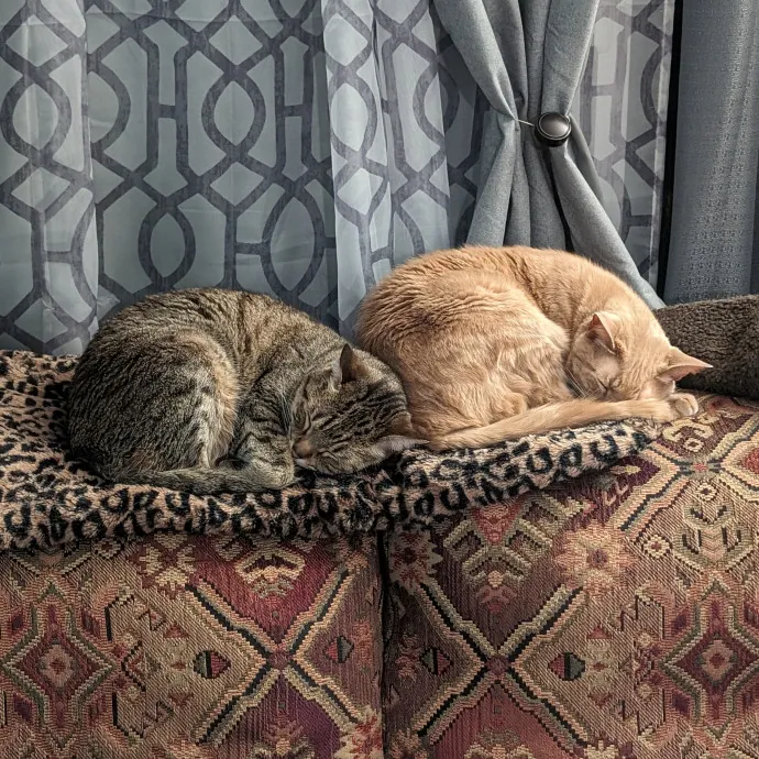 Anchoraged In Affection Kitty Care